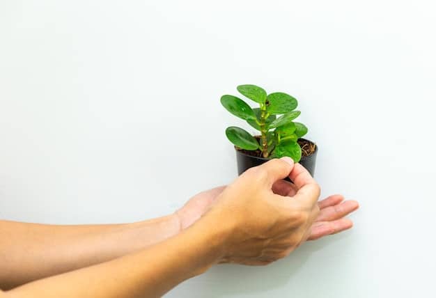 A person's hands gently cupped, holding a fragile green plant seedling, symbolizing growth, new beginnings, and nurtured development.