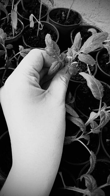 A close-up of a farmer's hands carefully inspecting a healthy, green organic plant in rich, dark soil, highlighting sustainable farming practices.
