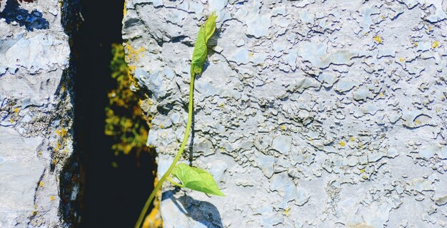 A detailed illustration of a resilient plant, growing through cracks in concrete, symbolizing growth despite difficult circumstances, with sunlight breaking through overhead.