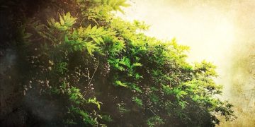 Unlock Mental Clarity: Insider Knowledge on Forest Bathing Benefits - Cover Image