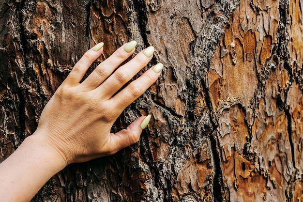 A close-up shot of a person's hand gently touching the bark of a tree in a forest. The focus is on the texture of the bark and the connection between the person and the natural environment. The image should convey the sensory experience of forest bathing and its connection to Insider Knowledge: The Untapped Benefits of Forest Bathing for Mental Clarity and Focus.
