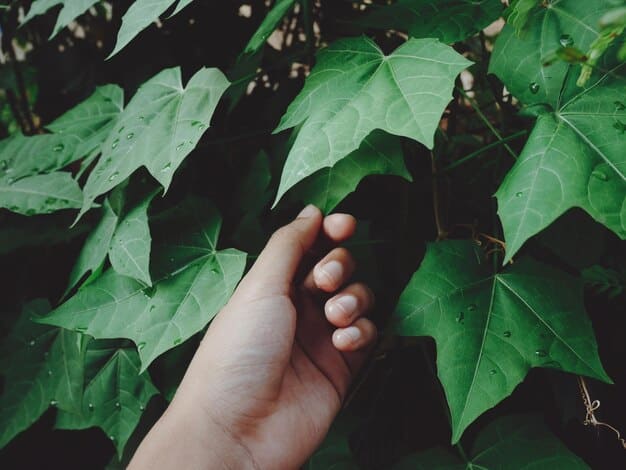 A close-up shot of hands gently touching a leaf on a tree branch, with sunlight filtering through the leaves. The image represents being mindful of nature and connecting with the present moment, illustrating The Power of Presence: How to Cultivate Mindfulness in Everyday Activities in 2025.