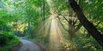 Boost Your Mood: Nature Walks Proven to Improve Mood by 20% in 30 Minutes - Cover Image