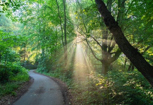 Boost Your Mood: Nature Walks Proven to Improve Mood by 20% in 30 Minutes