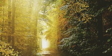 Nature's Mental Boost: Outdoor Time for Well-being - Cover Image